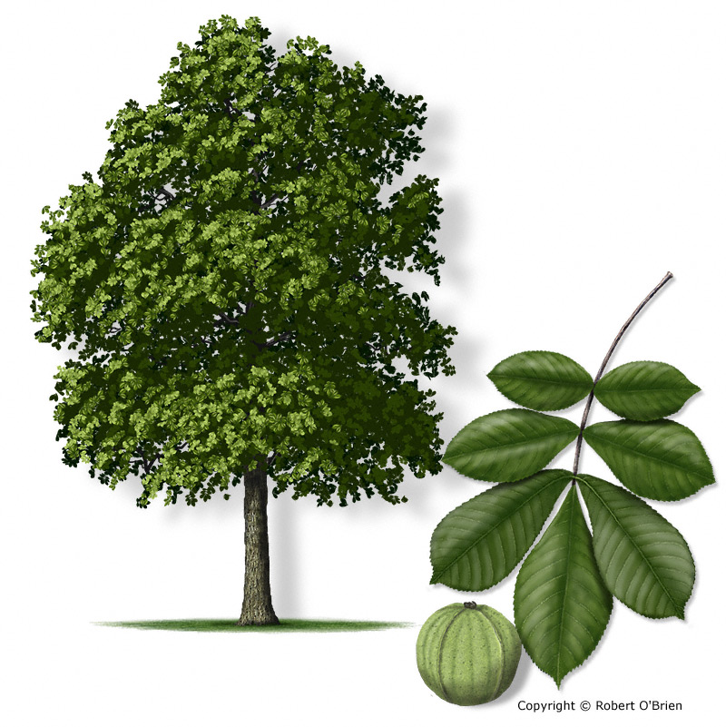 <p>Juglandaceae <em>Carya tomentosa</em></p>