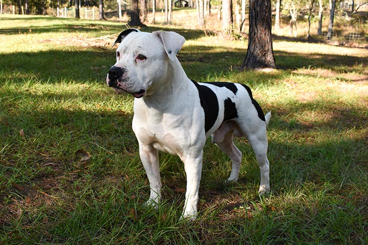 <p>Guardian dog</p>