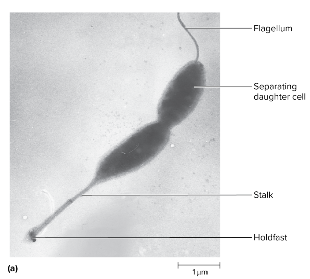 <p><mark data-color="#f4eeee" style="background-color: rgb(244, 238, 238); color: inherit;">Bacteria residing in aquatic environments lack steady supply of nutrients. </mark></p><p><mark data-color="yellow" style="background-color: yellow; color: inherit;">Mediates this by having extensions that provide increased SA for nutrient absorption; some extensions also allow attachment</mark></p><p><u>eg.</u> <em>Caulobacter</em></p>