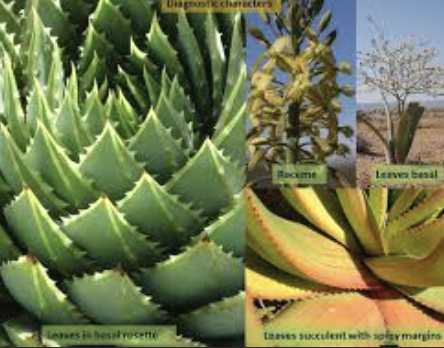 <p>Asphodelaceae family is the ____ family</p>