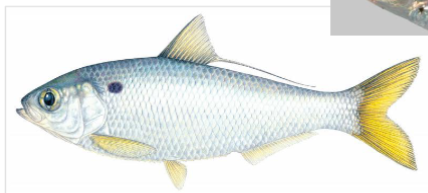 <p>What fish is this</p>