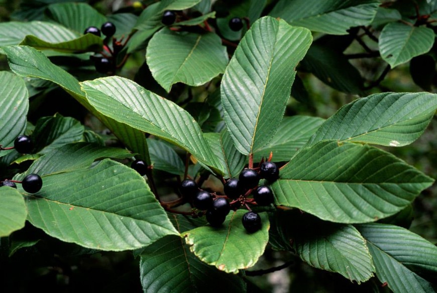 <p>Frangula purshiana </p>