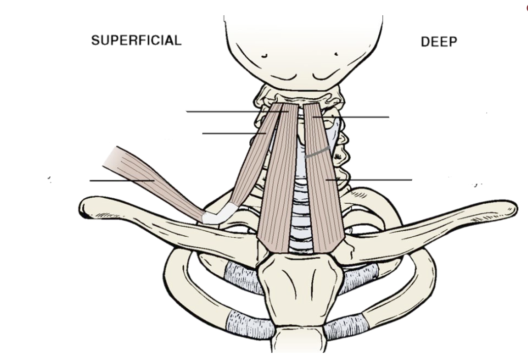 <p>Omohyoid</p>
