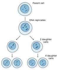 <p>Produces four daugther cells</p>
