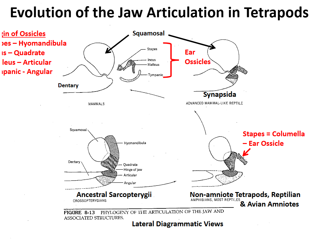 <p>Evolution of the Tetrapod Jaw Articulation Non-Amniote Tetrapods &amp; “Reptilian” &amp; Avian Amniotes</p>
