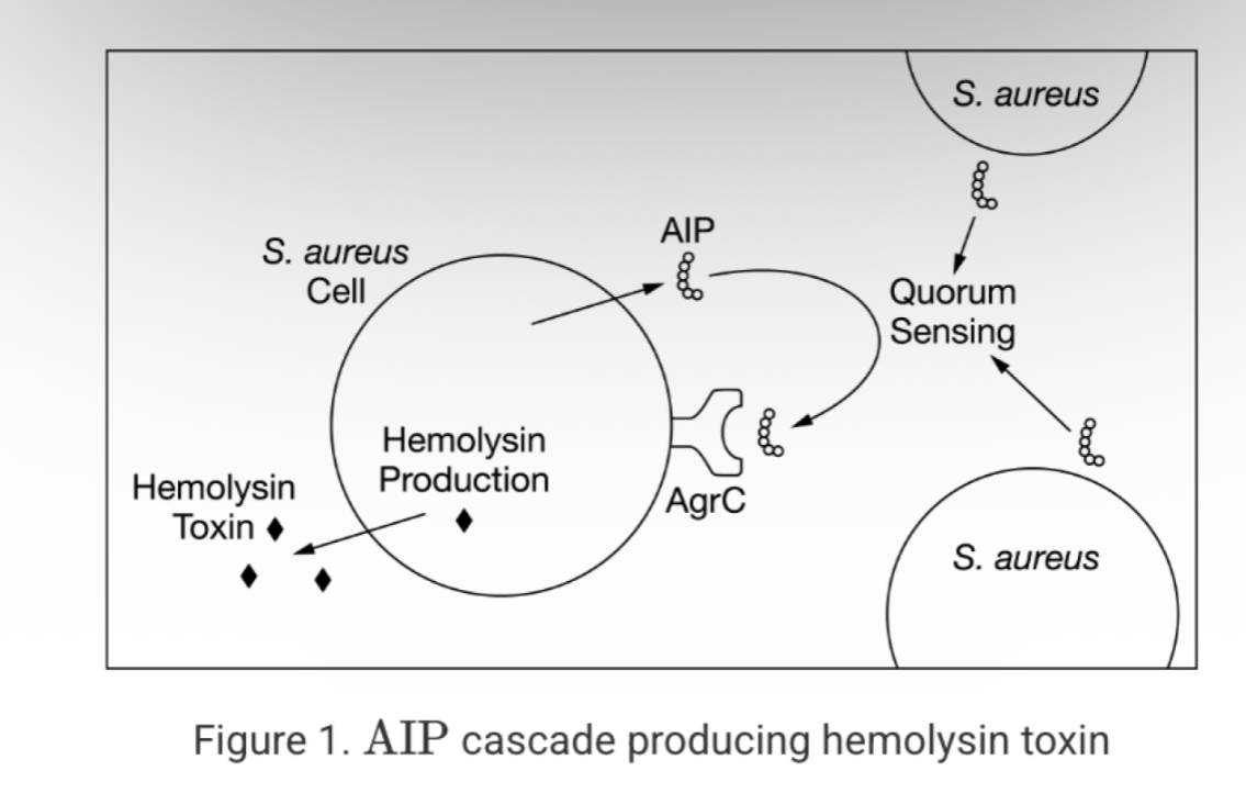 <p><span><span>Quorum sensing is a form of cell-to-cell communication used by some bacterial species to regulate their behavior and population size. Staphylococcus aureus uses quorum sensing to activate its virulence genes once its population reaches a minimum size. Virulence refers to the ability of a pathogen to cause disease.</span></span></p><p><span><span>S. aureus secretes autoinducing peptide (AIP), which binds to the AgrC receptor on the bacterial cell membrane. When the S. aureus population is sufficiently large and produces enough AlP, this concentration activates AgrC and stimulates a signal cascade resulting in the production of hemolysin, a toxin used to attack the host organism. In order to lessen the impact of the toxin produced by an S. aureus infection on patients, scientists created AIP mimics intended to act as competitive inhibitors of AIP - AgrC binding at the cell surface.</span></span></p><p><span><span>Identify the experimental design that would determine which AIP mimic would most effectively inhibit the production of hemolysin toxin.</span></span></p>