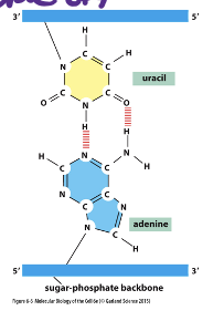 <p>-sugar-phosphate backbone hs the sugar ribose, not deoxyribose</p><p>-uracil replaces thymine, and pairs with adenine</p><p>hydrogen bonding is transient, and the RNA transcript is displaced soon after nucleotides are added</p>