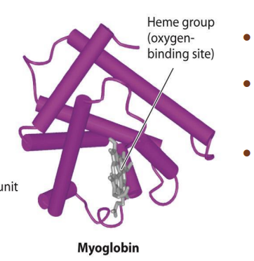 <ul><li><p><span style="background-color: inherit; line-height: 19.55px; color: windowtext;">Myoglobin protein that is present in skeletal muscles</span><span style="line-height: 19.55px; color: windowtext;">&nbsp;</span></p><ul><li><p class="Paragraph SCXO159360560 BCX0" style="text-align: left;"><span style="background-color: inherit; line-height: 19.55px; color: windowtext;">Slow twitch fibers have more myoglobin</span><span style="line-height: 19.55px; color: windowtext;">&nbsp;</span></p></li></ul></li><li><p class="Paragraph SCXO159360560 BCX0" style="text-align: left;"><span style="background-color: inherit; line-height: 19.55px; color: windowtext;">Myoglobin</span><span style="line-height: 19.55px; color: windowtext;">&nbsp;</span></p><ul><li><p class="Paragraph SCXO266090132 BCX0" style="text-align: left;"><span style="background-color: inherit; line-height: 19.55px; color: windowtext;">Only one heme -> only one oxygen can bind</span><span style="line-height: 19.55px; color: windowtext;">&nbsp;</span></p></li><li><p class="Paragraph SCXO266090132 BCX0" style="text-align: left;"><span style="background-color: inherit; line-height: 19.55px; color: windowtext;">Affinity to bind with Oxygen is higher&nbsp;</span></p></li></ul></li></ul><p></p>