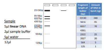 <p><span style="background-color: transparent;"><strong>I make the following sample, and run it on the gel shown below. a) What is the length (basepairs) of the DNA fragment? b) What is the concentration (ng/µl) of DNA stock? </strong></span></p><p><span style="background-color: transparent;">(Lecture #5-6 Questions)</span></p>