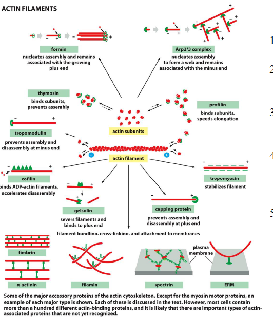 <p>De vigtigste mekanismer er:</p><ol><li><p>Kontrol af monomer-tilgængelighed</p></li><li><p>Acceleration af polymerisering via nukleeringsfaktorer</p></li><li><p>Regulering af filamentender via capping-proteiner</p></li><li><p>Depolymerisering via severing-proteiner</p></li><li><p>Organisering af filamentnetværk via crosslinking-proteiner</p></li></ol><p>Figuren samler de vigtigste aktin-regulatorer i ét overblik.</p>