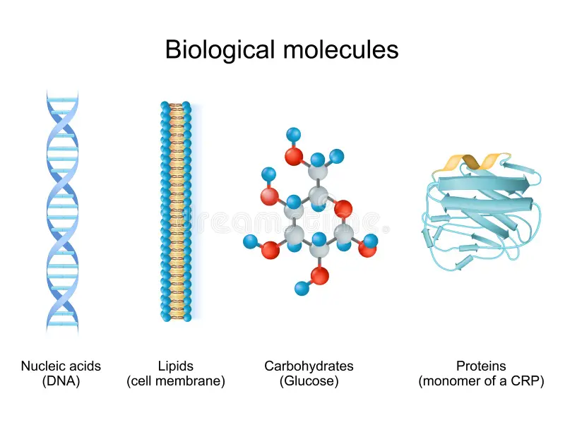 <p>Protéine - Glucide - Acides Nucléiques - Lipides </p><p>*Polymères et monomères seulement P, G, Nucléiques</p>