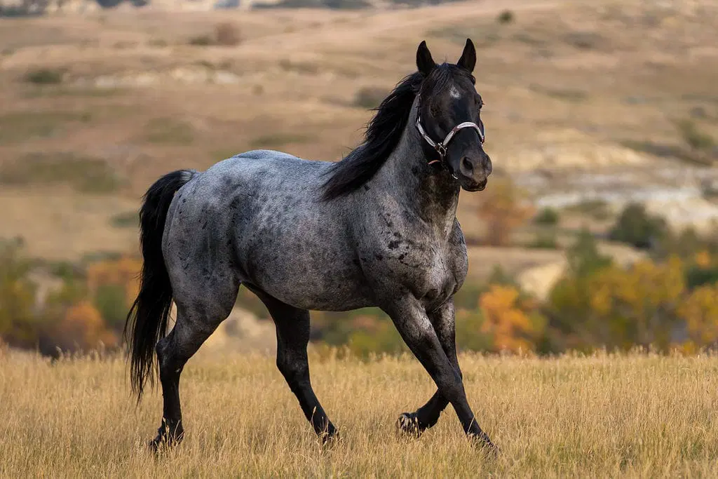 <p>Which color horse is this?</p>