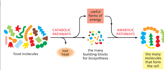 <p>BUILD larger molecules = REQUIRE input of energy</p><ul><li><p>cause more order so they decrease the disorder/entropy of a system (+G)</p></li></ul><p><strong>REDUCTION</strong>! (photosynthesis)</p>
