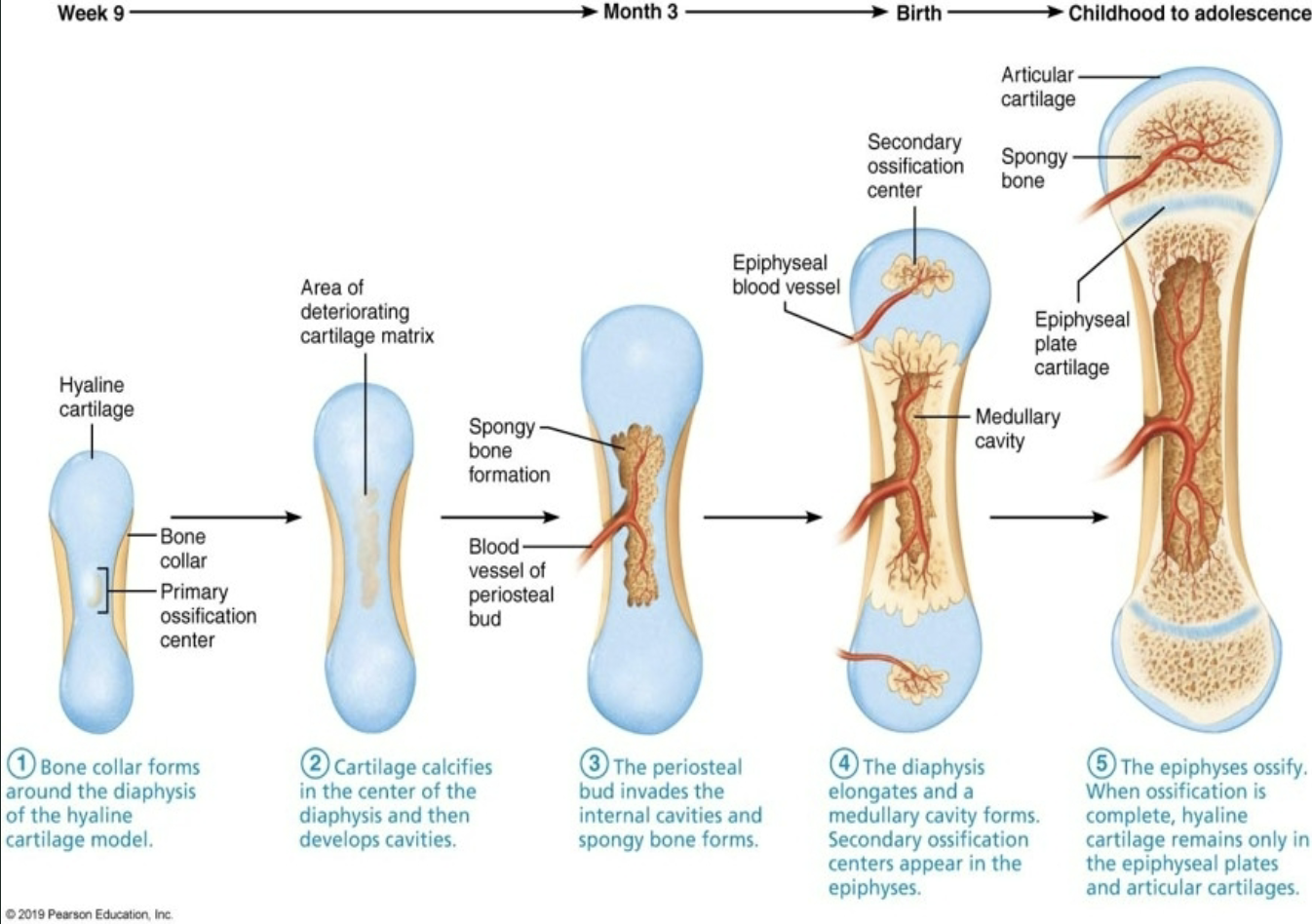 <ul><li><p>Hyaline cartilage separates the marrow spaces of epiphysis and diaphysis: where the bones grow in length</p></li><li><p>Adults have an epiphyseal line which marks where the plate used to be</p></li></ul><p></p>