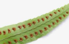 <p><strong>Sori</strong></p>