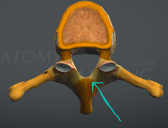<p>Vertebra thoracia - гръден прешлен?</p>