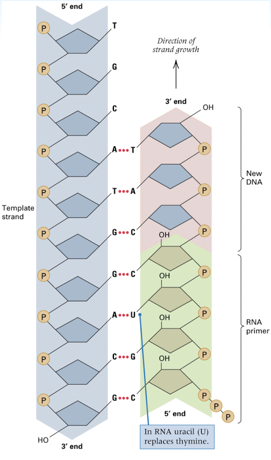 <p>primer needed for DNA polymers (complimentary DNA bases to the template strand) to have a section of nucleotides to attach to to begins replication</p><p>new DNA chains are initiated by short RNA primers- RNA primer becomes 5’ end of new strand and is complimentary to the 3’ end of the template strand</p><p>DNA polymerase can attach the new DNA nucleotides to the RNA primer that begins the synthesis of the new strand</p>