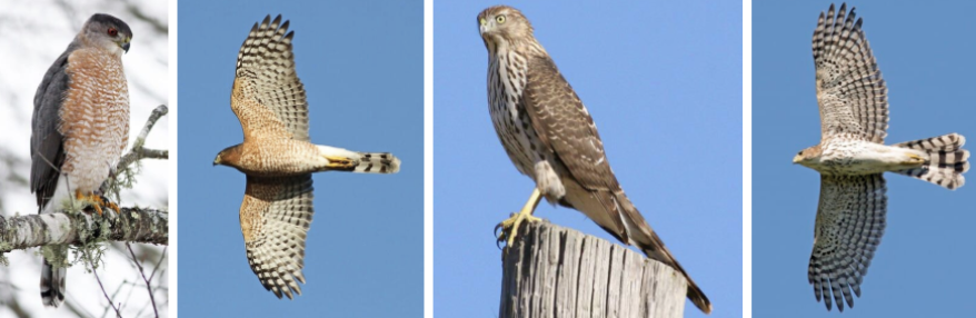 <ul><li><p><span style="background-color: transparent;"><strong>Habitat:</strong> forest, woodland, leafy suburbs, often found in parks, backyard feeders, and over fields</span><span>&nbsp;</span></p></li><li><p><span style="background-color: transparent;"><strong>Diet:</strong> mainly birds- preferably medium sized, mourning doves, jays, robins, quail, pheasants, etc., sometimes small rodents and mammals</span></p></li><li><p><span style="background-color: transparent;"><strong>Characteristics:</strong> Medium sized, immature- dark brown with mottling on back, adult- solid dark gray back and reddish markings on buffy breast, long skinny wings, </span><span>wings tends to be straight across on top in flight</span><span style="background-color: transparent;">, long narrow C-shaped tail with black and white bands</span></p></li></ul><p></p>