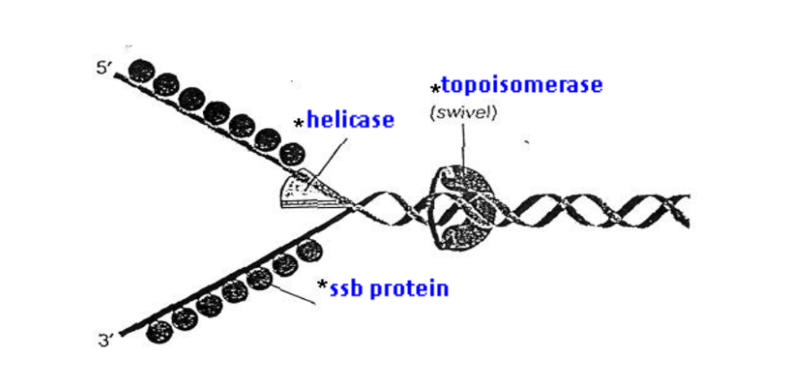 <p>The need for separation of parental DNA strands:</p><ul><li><p>During replication, there is a continual need for the separation of the base pairs (by breaking the hydrogen bonds between base pairs) of the parental DNA molecule so that both DNA strands can act as templates for the synthesis of daughter DNA strands. </p></li><li><p>An origin of replication serves as a site where this separation initially occurs. </p></li><li><p>The strand separation at each fork then moves outward from the origin via the action of a group of proteins.</p></li></ul><p></p><p>Three proteins involved in the separation process:</p><ol><li><p>Helicases → Unwind and separate</p></li><li><p>Single-strand DNA binding proteins → Stabilise and protection</p></li><li><p>Topoisomerases → Relieves tension ahead</p></li></ol><p></p><p>Helicases (enzyme):</p><ul><li><p>After initiation, "unwinding" enzymes called <strong>helicases bind to one strand</strong> of the DNA molecule.</p></li><li><p>Using <strong>ATP </strong>as an energy source, <strong>helicases break the hydrogen bonds</strong> holding the two strands of DNA together. </p></li><li><p>This unwinds the DNA double-helix and separates the parental DNA strands at the region of the replication fork. </p></li><li><p>Each of the two parental DNA strands serve as the template for the synthesis of a new DNA strand</p></li></ul><p></p><p>Single-strand DNA-binding proteins (SSB proteins):</p><ul><li><p>The unwound single-stranded portion of the DNA double-helix is temporarily <strong>stabilised </strong>by the <strong>binding</strong> of <strong>single-strand DNA-binding proteins</strong>.</p><ul><li><p>Each SSB protein prefers to bind next to a previously bound molecule, long rows of this protein form on a DNA single strand.</p></li></ul></li><li><p>This prevents the single-stranded (ss) DNA from <strong>re-annealing (form DNA double-helix again)</strong> to reform the duplex.</p></li><li><p>This keeps the two parental strands in the appropriate single-stranded condition to act as template.</p></li><li><p>This also <strong>protects the ssDNA</strong>, which is <strong>very unstable</strong>, from being <strong>degraded</strong></p></li></ul><p></p><p>Topoisomerases:</p><ul><li><p>Unwinding causes <strong>tighter twisting / supercoiling ahead</strong> of the replication fork, resulting in <strong>tension / torque</strong></p></li><li><p>Topoisomerases <strong>cleave (cut)</strong> a strand of the helix (ahead of the replication fork) to create a <strong>transient single-stranded nick</strong></p></li><li><p>This<strong> relieves strain</strong> on the DNA molecule by allowing <strong>free rotation (swiveling) </strong>around the intact strand, and then reseal the broken strand</p></li></ul><p></p>