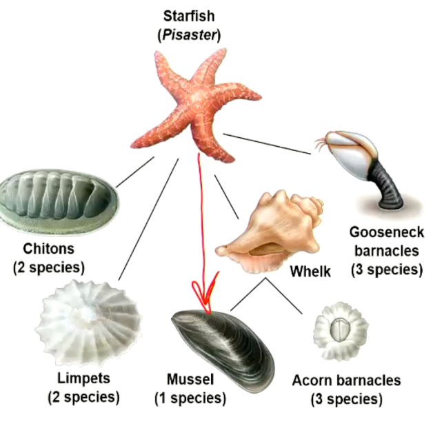 <p><em>Pisaster </em>starfish preferentially feeding on competitively dominant <em>Mytilus </em>mussel</p>