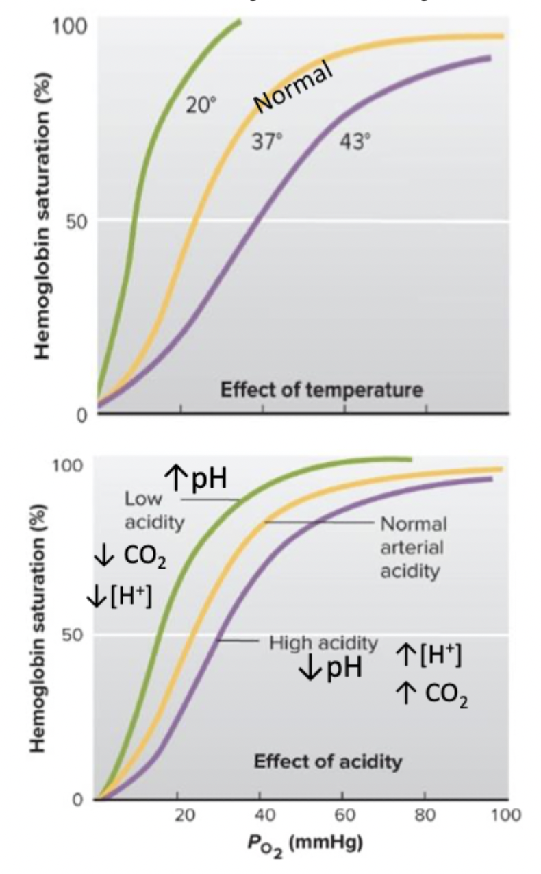 <p>↑ temp → ↑ CO2 = ↑ H+ (acid)</p><ul><li><p>Has a <strong>right shift</strong> → less affinity and O2 release is promoted</p></li></ul><p>↓ temp → ↓ CO2 = ↓ H+ (acid)</p><ul><li><p>Has a <strong>left shift</strong> → higher affinity and O2 binding is promoted</p></li></ul><p></p>