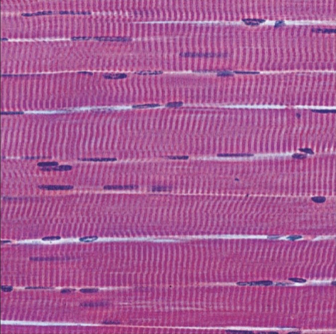 <p>what is the name of this tissue?</p>