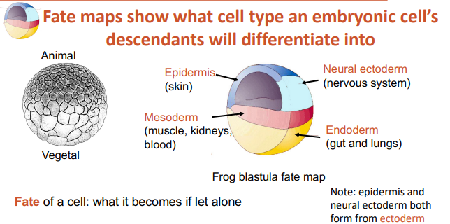 <p>Inside a drawing of an embryo different portions of the system will be coloured or otherwise indicated to show what system they will develop into.</p>