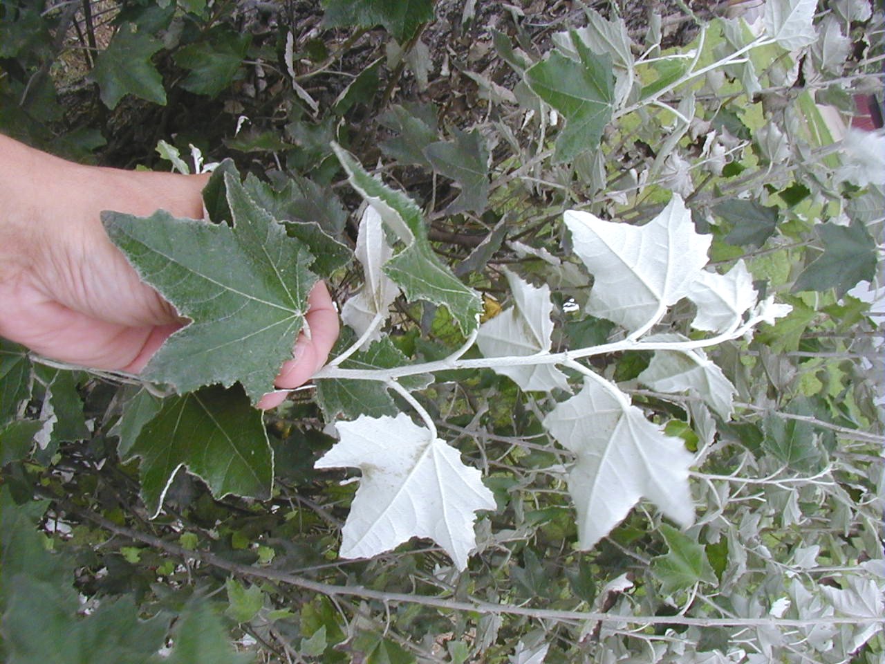 <p>common name both</p>
