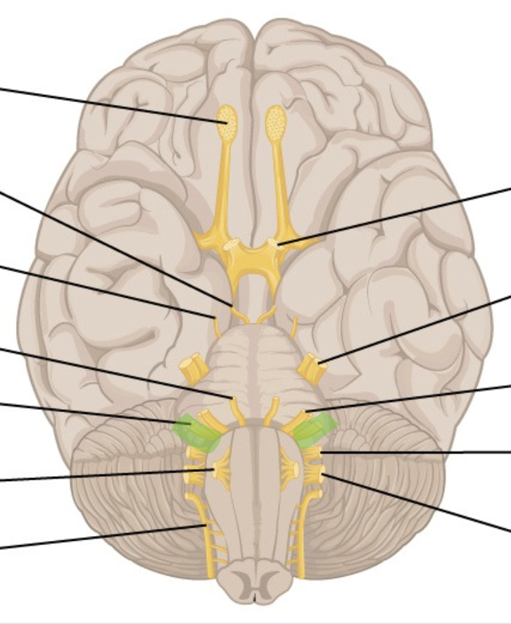 <p>CN 8</p><p>most lateral to 6 &amp; 7</p>