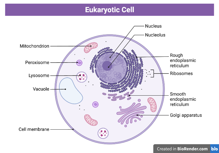 <p>the endoplasmic reticulum</p>
