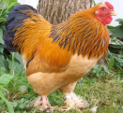 <p>welk type kip is dit</p>