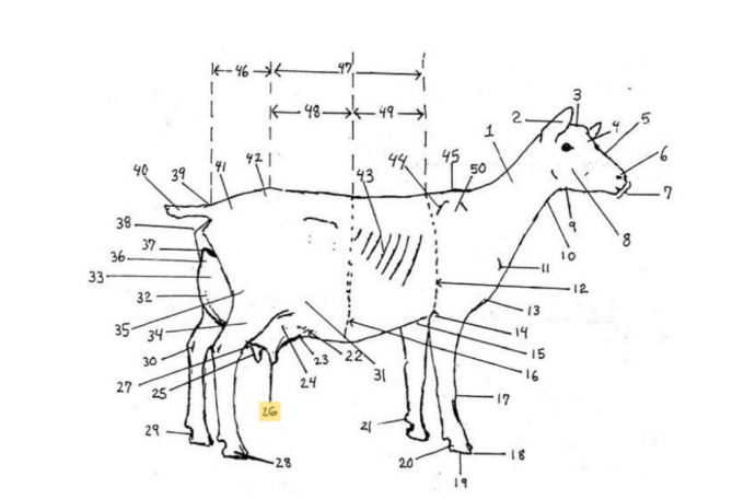 knowt flashcard image