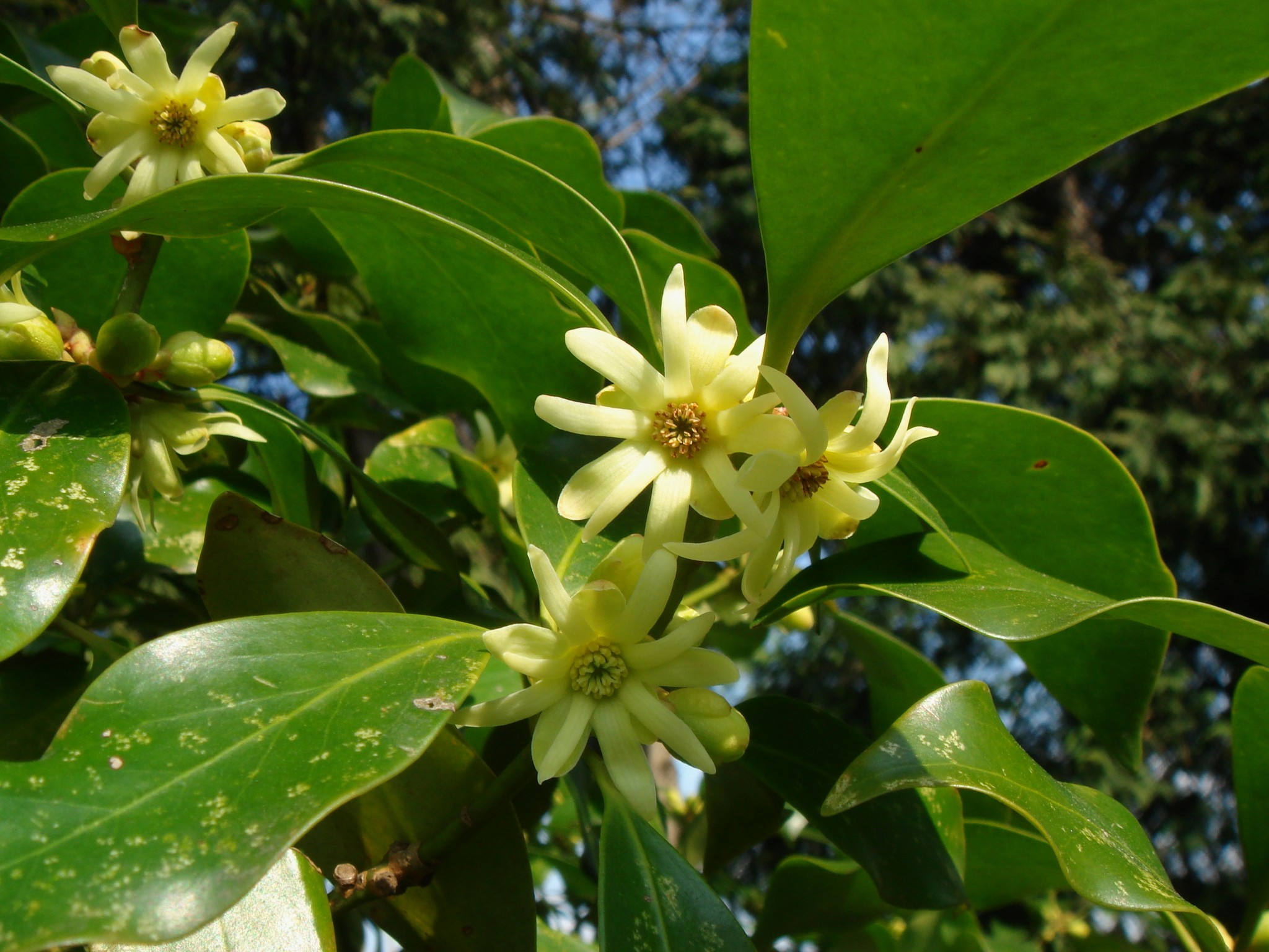 <p><strong>Common name</strong>: Japanese Star Anise</p><p><strong>Part used</strong>: Fruits (Follicles)</p><p><strong>Uses</strong>: Poisonous adulterant of Chinese star anise; possible source of shikimic acid</p><p><strong>Constituents</strong>: Shikimic acid; sikimitoxin, sikimin (<strong>neurotoxic sesquiterpene lactones</strong>)</p>
