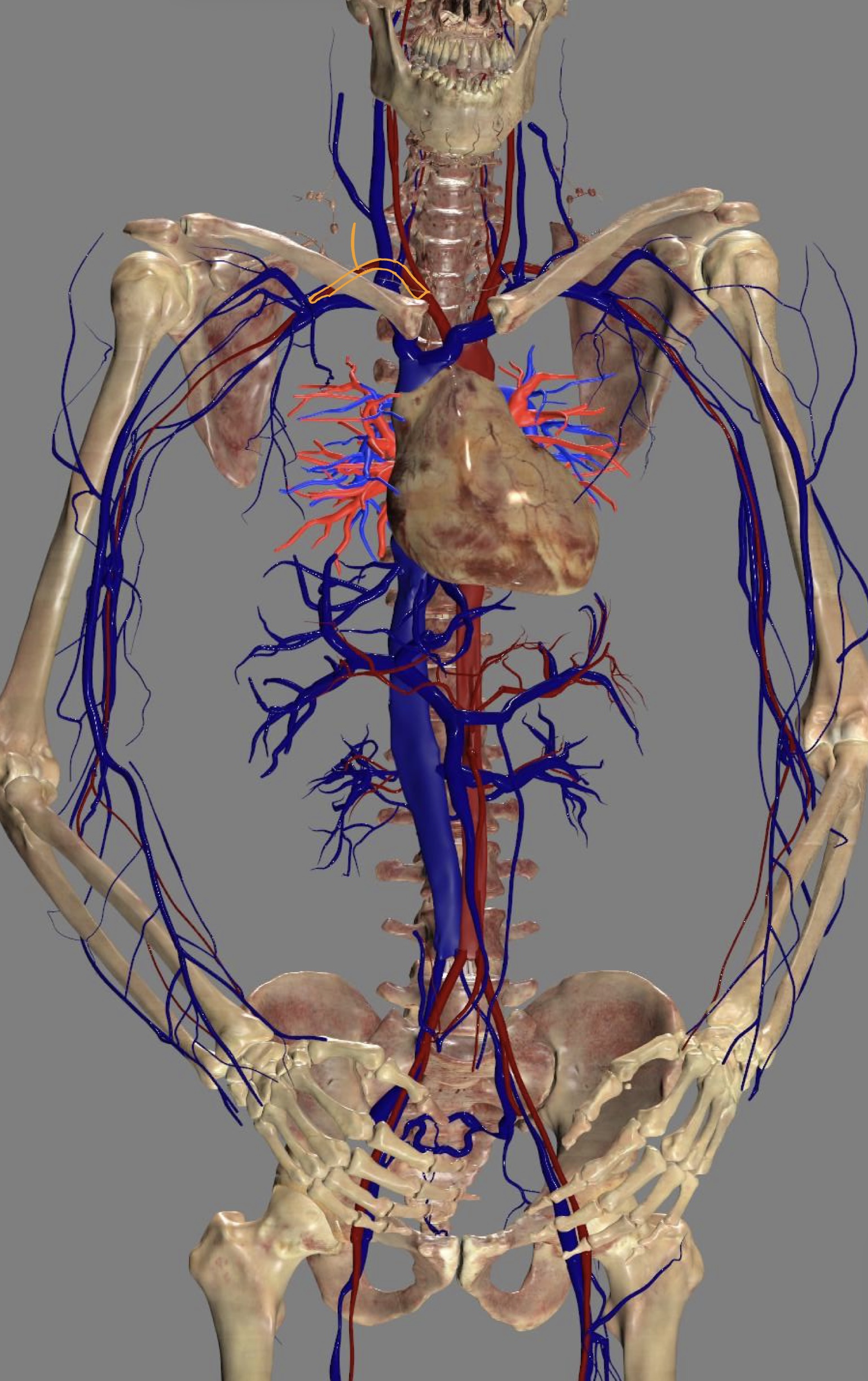 <ul><li><p>right axillary artery</p><ul><li><p>right brachial artery</p></li></ul></li></ul><p></p>