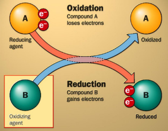 <ul><li><p>Oxidation</p><ul><li><p>The loss of electrons</p></li><li><p>Glucose is oxidized</p></li></ul></li><li><p>Reduction</p><ul><li><p>Gain of electrons</p></li><li><p>Oxygen is reduced</p></li></ul></li></ul><p></p>