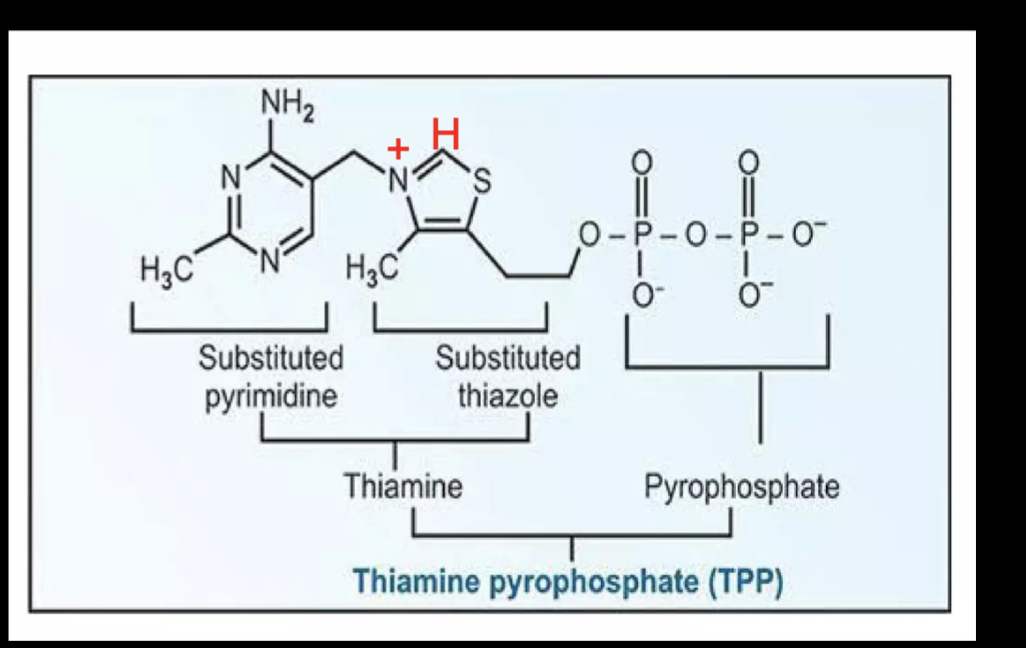 <p>Coenzyme that helps catalyze steps in the rxn of pyruvate → acetyl-CoA</p><ul><li><p>Carbon between N and S is highly acidic, stabilized by the N</p></li><li><p>highly nucleophilic carbon </p></li><li><p>thiazole ring</p></li><li><p>Pyrimidine</p></li></ul><p></p>