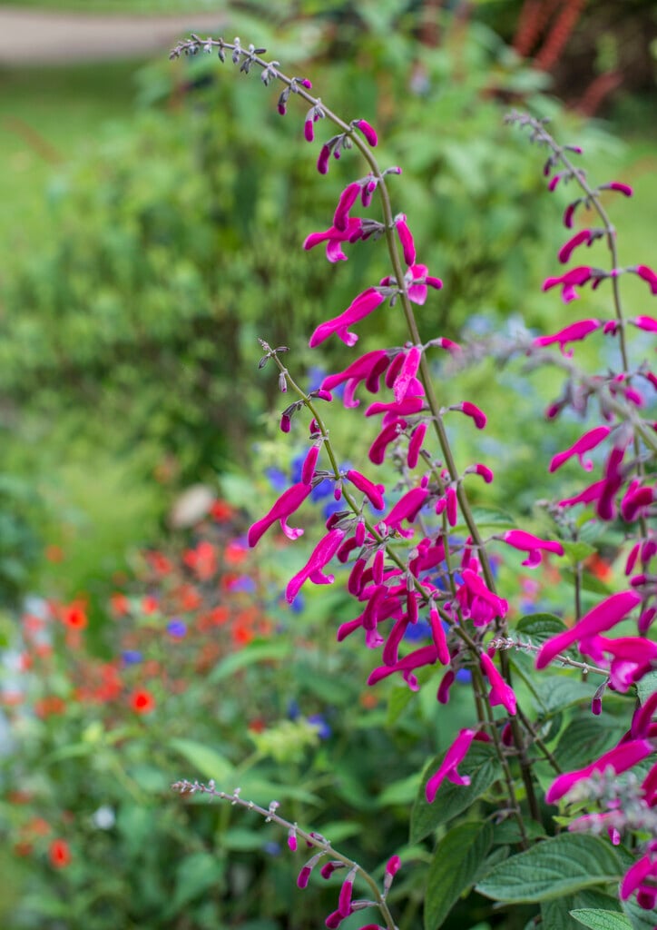 <p>Darker pink with smaller flowers</p>