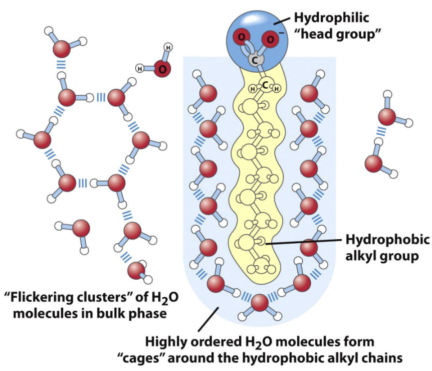 <p>Why do lipid bilayers form in water?</p>