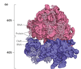 <p>60S and 40S subunits come together to form a cleft that allows for the passage of mRNA (where peptide bond forms). Where the peptide bond forms is actually an RNA compartment, so there’s no protein around that region (the active site for peptide bond formation). While eukaryotic ribosomes have similar structure to bacterial ribosomes, they have somewhat increased complexity</p>