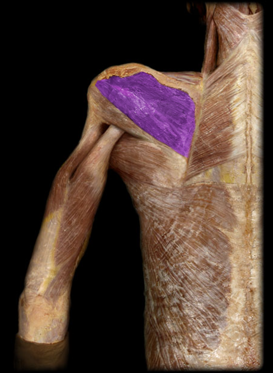 <p>Name this muscle and its function</p>