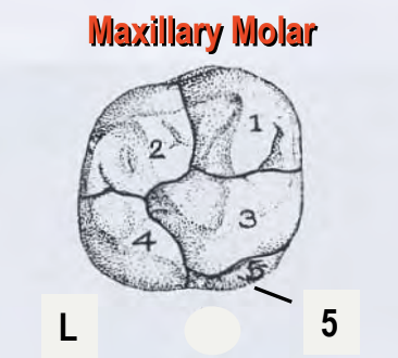 <p>What is the name of the lobe indicated as #1 on the Maxillary Molar Shown?</p>