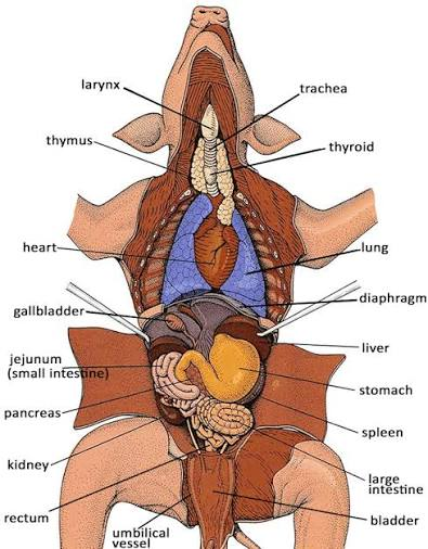 knowt flashcard image