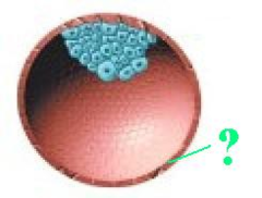 <p>- Outer cells of the blastocyst that secrete enzymes that allow implantation</p>