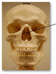 <p>Category: Cranial Bones</p><p>Features:</p><ul><li><p>crista galli</p></li><li><p>cribriform plate</p></li><li><p>perpendicular plate</p></li><li><p>olfactory foramina</p></li></ul><p></p><p><em>between the eyes and at the roof of the nasal cavity</em></p>