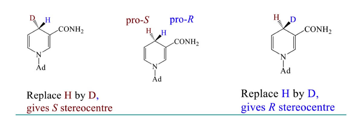 <ul><li><p>we can replace one H by deuterium and use cahn ingold prelog rules to find which stereochemistry we get </p></li></ul><p></p>