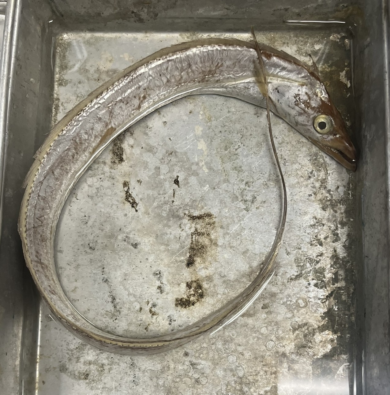 <p>Family Trichiuridae (cutlassfishes) - <em>Trichiurus lepturus</em></p>