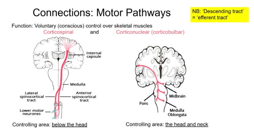 <p>head and face eg chewing, facial expression, swallowing</p><p>descend to brainstem where they synapse on LMNs in motor nuclei of cranial nerves</p>