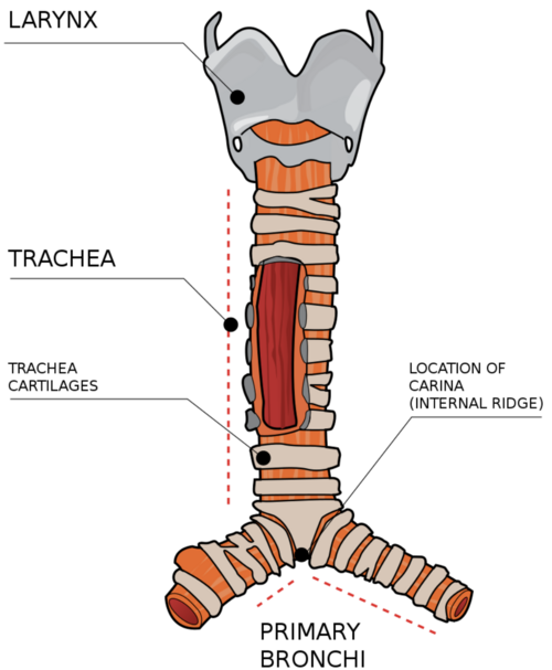 <p>what tissue makes up the C rings of the trachea?</p>
