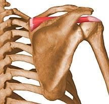 <p>Identify the structure</p>