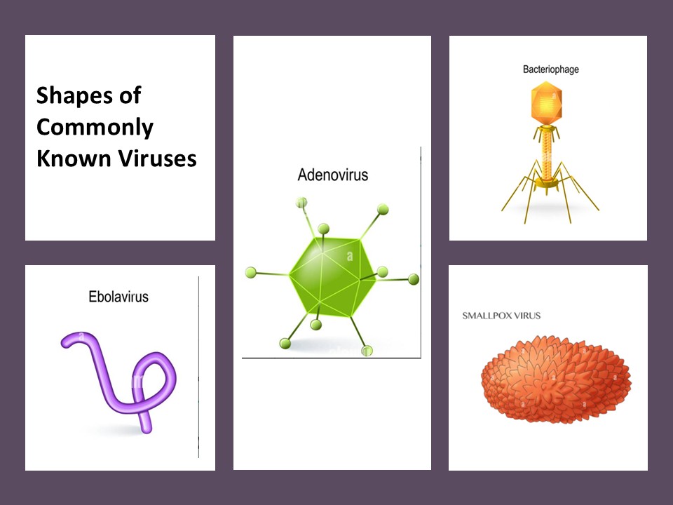<p>What viral shape does the smallpox virus have?</p>